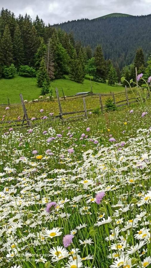 Casuta Bunicilor Villa Dorna Cindrenilor Bagian luar foto